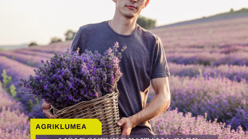 TEMPLATE KLUMEA