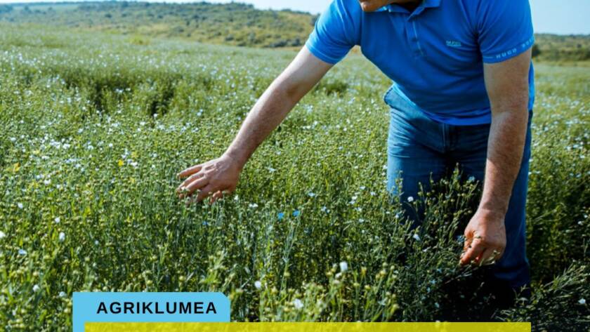 TEMPLATE KLUMEA (2)
